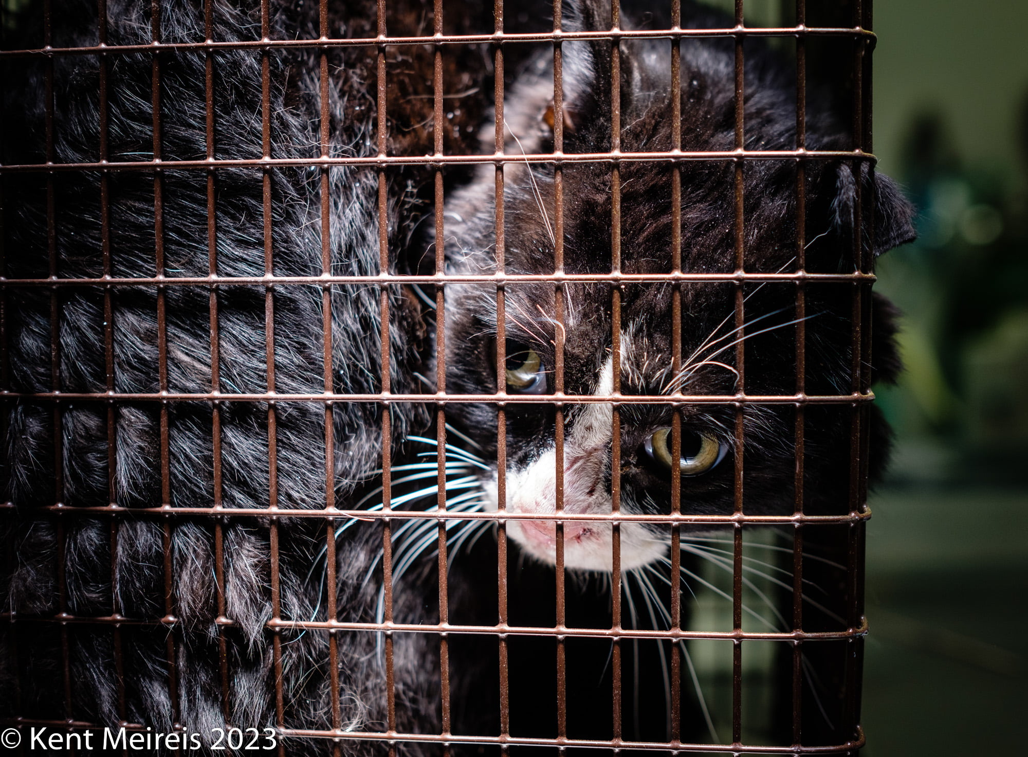 Black and white feral cats